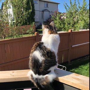 Meet your Posher, Raven